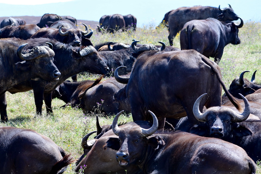 Ngorongoro Crater